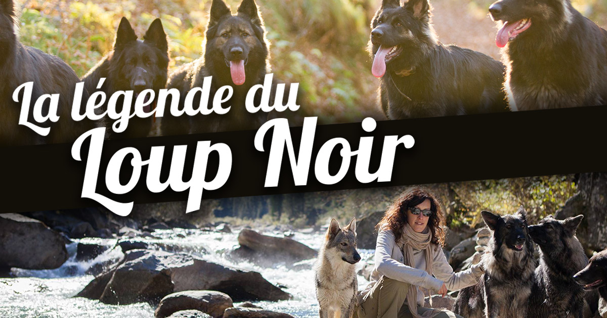 La Mariée Secrète Du Loup Noir Scan Vf lalegendeduloupnoir.fr