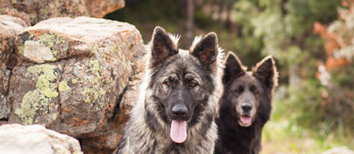 Altdeutsche Schäferhunde