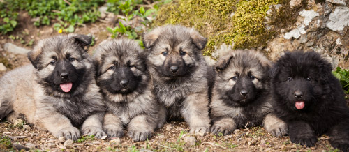 Altdeutsche Schäferhunde