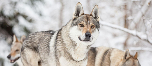 Chiens-loups Tchécoslovaques