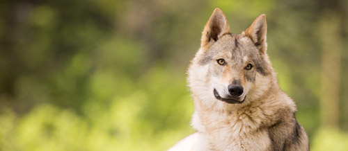 Chiens-loups Tchécoslovaques