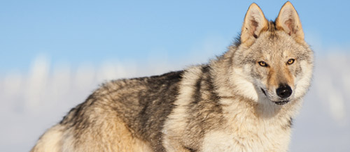 Chiens-loups Tchécoslovaques