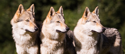 Chiens-loups Tchécoslovaques