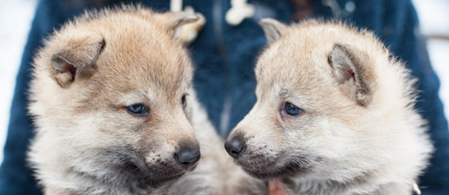 Chiens-loups Tchécoslovaques